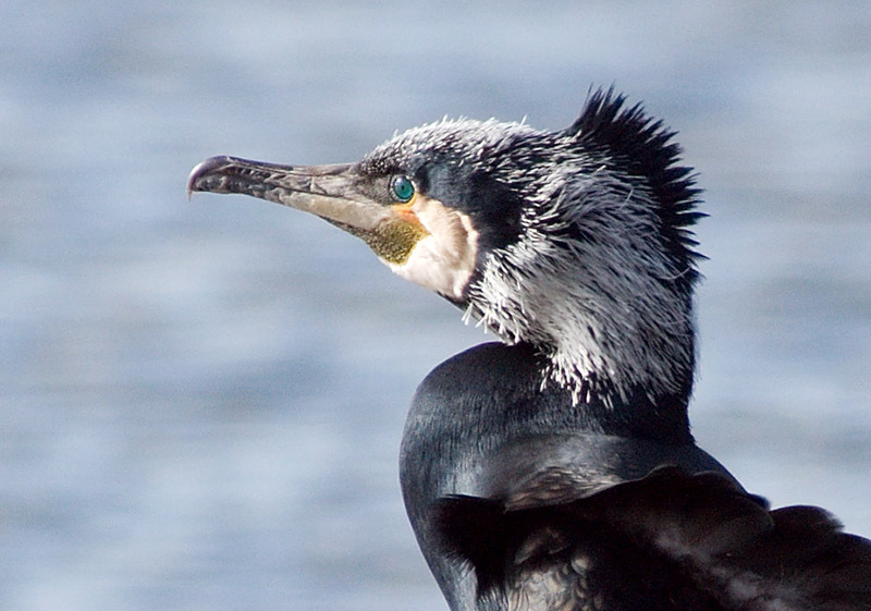 Cormorant