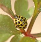 22spot_ladybird_0905b.jpg