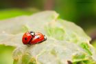 Filename=2spot_gdn_070620a.jpg
Filesize=620KB
Dimensions=1200x800
Date added=Apr 11, 2021 2spot_gdn_070620a.jpg