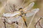 Filename=4spotChaser_130515a.jpg
Filesize=335KB
Dimensions=1200x800
Date added=May 20, 2015 4spotChaser_130515a.jpg