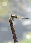 4spottedChaser_030710a.jpg