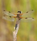 4spottedChaser_050610f.jpg