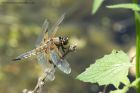 4spottedChaser_100613b.jpg