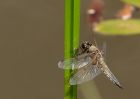 4spottedChaser_100709a.jpg