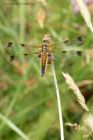 4spottedChaser_150613b.jpg