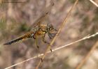 4spottedChaser_300411e.jpg