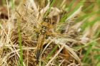 4spottedChaser_HB_280521b.jpg