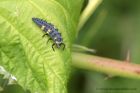 7spotLarva_090711a.jpg