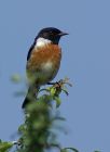 80979138_ZPfNANM4_stonechat_070607b.jpg