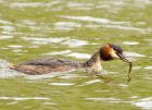 97733515_N6iaO5Ha_gcGrebe_260508j.jpg