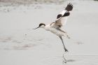 Filename=Avocet_LM_050821a.jpg
Filesize=610KB
Dimensions=1300x867
Date added=Aug 21, 2024 Avocet_LM_050821a.jpg