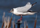 Filename=BHgull_100309b.jpg
Filesize=200KB
Dimensions=800x571
Date added=Mar 12, 2009 BHgull_100309b.jpg