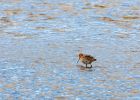 BLtGodwit_270308l.jpg