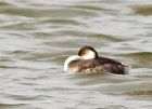 BNgrebe_030908a.jpg