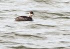 BNgrebe_030908c.jpg