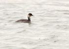 BNgrebe_050908c.jpg