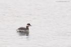 Filename=BNgrebe_120316f.jpg
Filesize=422KB
Dimensions=1200x800
Date added=Aug 22, 2016 BNgrebe_120316f.jpg