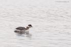 BNgrebe_120316h.jpg