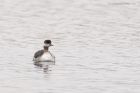 BNgrebe_120316i.jpg