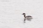 BNgrebe_120316k.jpg