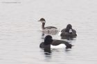 BNgrebe_120316m.jpg