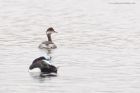 BNgrebe_120316n.jpg