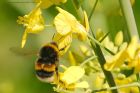 BTbumble_110615a.jpg