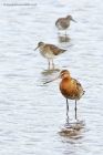 BTgodwit_020813b.jpg