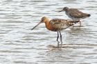 Filename=BTgodwit_020813j.jpg
Filesize=296KB
Dimensions=1100x733
Date added=Nov 24, 2013 BTgodwit_020813j.jpg
