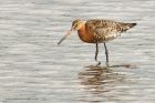 BTgodwit_020813l.jpg