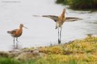 BTgodwit_110816a.jpg