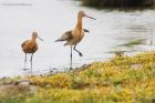 BTgodwit_110816b.jpg