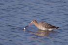 BTgodwit_280312a.jpg