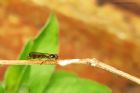 Baccha_elongata_gdn_200518a.jpg