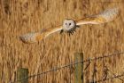 BarnOwl_200116b.jpg