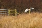 BarnOwl_200116e.jpg