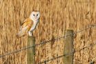 BarnOwl_200116f.jpg