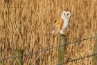 BarnOwl_200116h.jpg