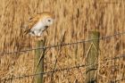 BarnOwl_200116i.jpg