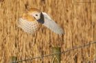 BarnOwl_200116j.jpg