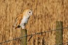 BarnOwl_200116m.jpg