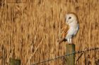 BarnOwl_200116n.jpg