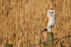 BarnOwl_200116o.jpg