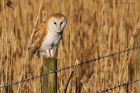 BarnOwl_200116q.jpg