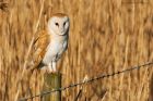 BarnOwl_200116r.jpg