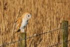 BarnOwl_200116w.jpg