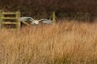 BarnOwl_200116x.jpg