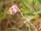 BeautifulYellowUnderwing260708e.jpg