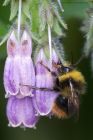 Filename=Bee_260514a.jpg
Filesize=269KB
Dimensions=800x1200
Date added=Aug 09, 2014 Bee_260514a.jpg