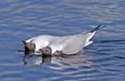 Filename=BlackHeadedGulls_2903a.jpg
Filesize=129KB
Dimensions=800x521
Date added=Nov 05, 2008 BlackHeadedGulls_2903a.jpg